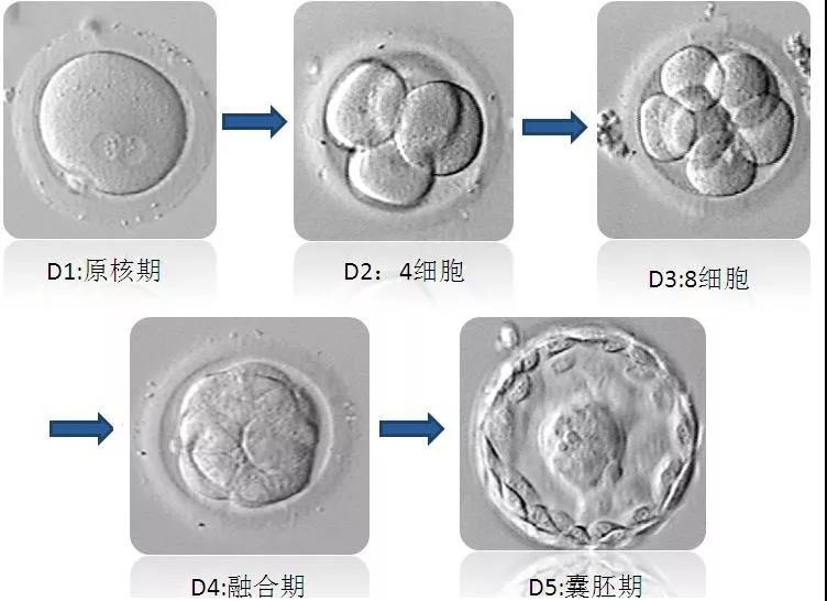 鲜胚,冻胚,囊胚,傻傻分不清