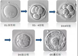 <b>鲜胚、冻胚、囊胚，傻傻分不清</b>