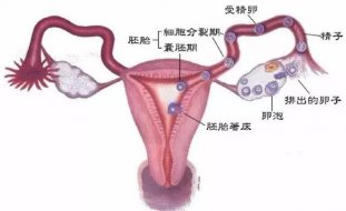 <b>【微课笔记】莫让输卵管问题成了精卵相遇的拦路虎</b>