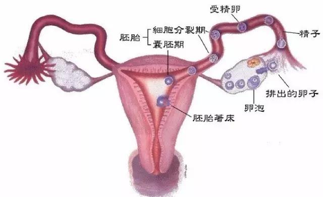 【微课笔记】莫让输卵管问题成了精卵相遇的拦路虎