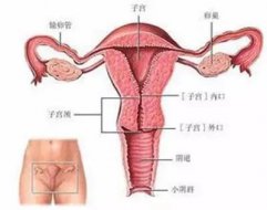 <b>【医声】输卵管造影到底痛不痛</b>